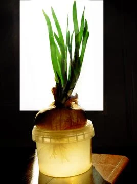 Green onion Stock Photos