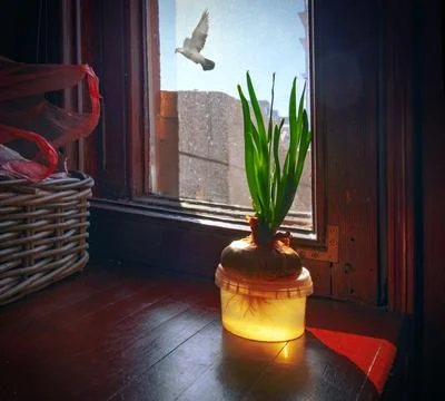 Green onion Stock Photos