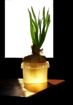 Green onion Stock Photos