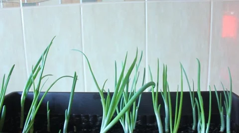 Green onion in pot Stock Footage 49071522