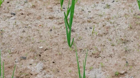 Green onion shoots sprouting 库存影片 343161025