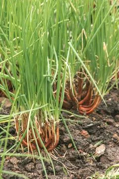Green onion on the soil plot Fotos de archivo