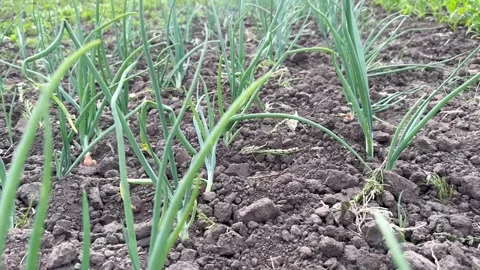 Green onion sprouts on the bed Stock Footage 243314752