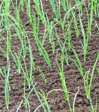 Green onion sprouts. Stock Photos