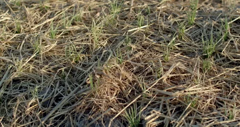 Green onions about five days after planting, showing new leaves sprouting. Stock Footage 322000360