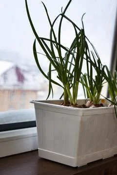 Green onions in a container on the window. Stock Photos