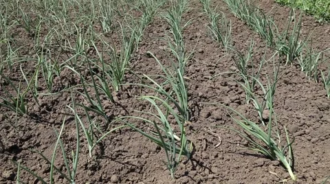 Green onions in field Stock-Footage 49967731