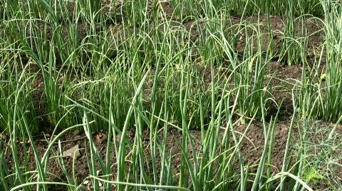 Green onions Stock Footage 843563