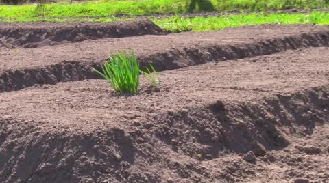 Green onions Stock-Footage 20479793