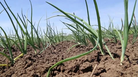Green onions Stock Footage 49967745