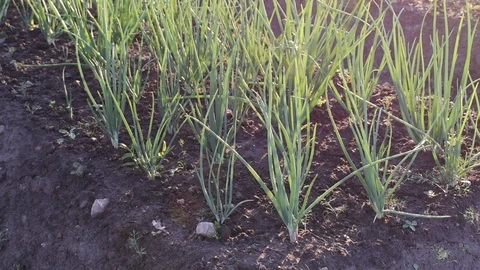 Green onions in the garden, backlight Stock Footage 110837199