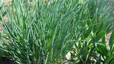 Green onions in the garden Stock Footage 192870320