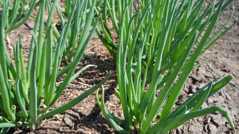 Green onions in the garden Stock Footage 194497250