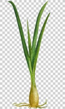 Green onions Stock Illustration
