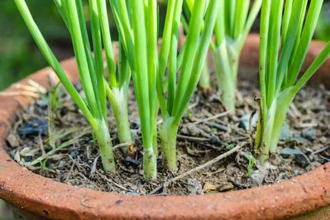 Green onions Stock Photos