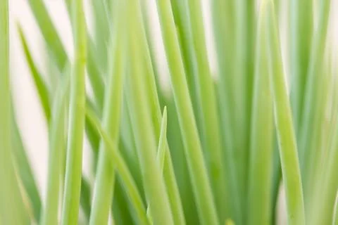 Green onions Stock Photos