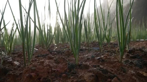 Green onions plantation in summer at sunrise. Farming fields, agriculture Video stock 134228551