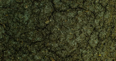 Green onions sprouting through the ground, view from above, time-lapse Stock Footage 104884973