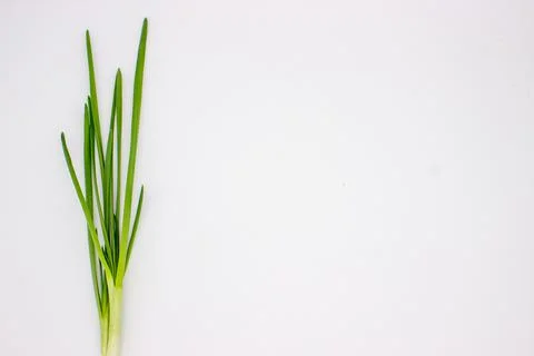 Green onions on white background Stock Photos