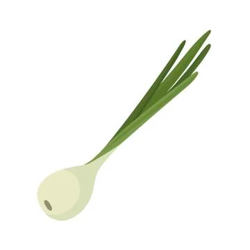 Green onions on white background. Vector illustration in trendy flat style. EPS Stock Illustration