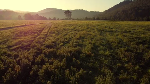 Green open field in the middle of the forest at sunrise Stock-Footage 258282538
