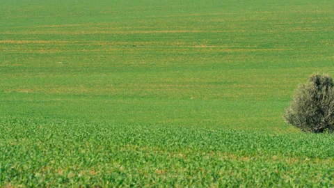 Green open field with singular tree Stock Footage 274662224