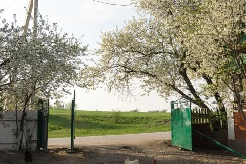 A green open gate between blossomy trees Stock Photos