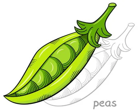 Green open pea pod Stock Illustration