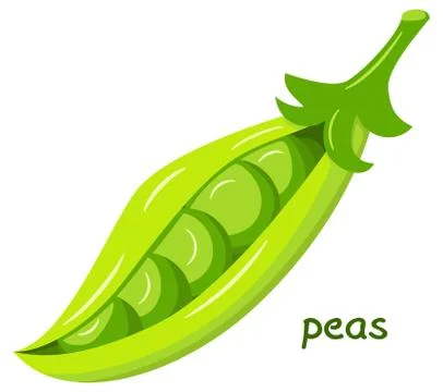 Green open pea pod Stock Illustration