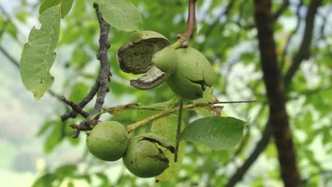 Green, open walnut shells hanging in the  tree Stock Footage 285487817
