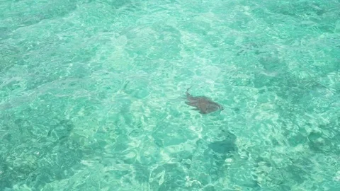 Green or Hawksbill turtle Stock-Footage 82176698