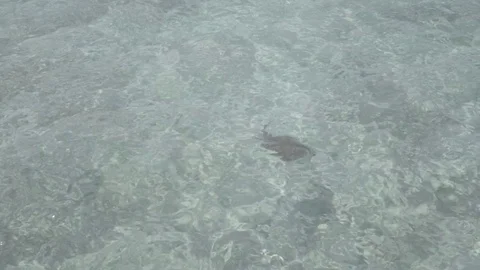 Green or Hawksbill turtle slog2 Video stock 82446729