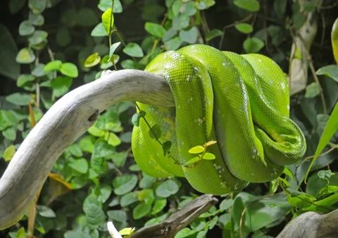 Green or tree python on branch Foto stock