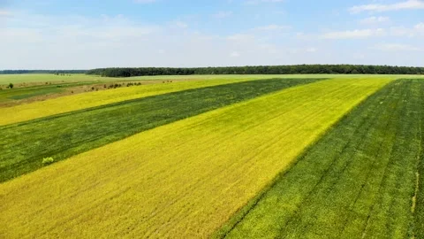 Green, orange and light brown field, forest and blue sky. Summer. Stock Footage 138929330