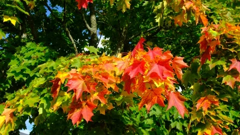 The green, orange, and red maple leaves sway in the wind Vídeo Stock 141745606