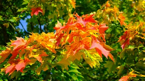 The green, orange, and red maple leaves sway in the wind Vídeo Stock 141745694