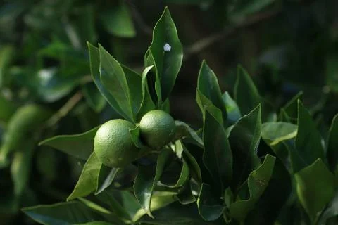 Green orange fruit on the tree. Stock Photos