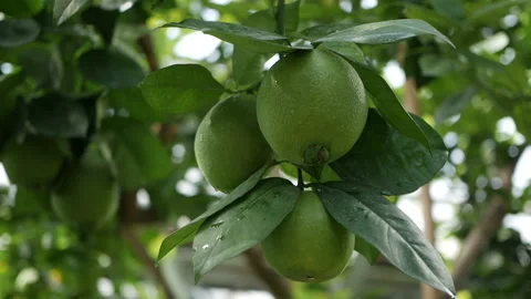 Green orange Hanging In Branch, Branches With The Fruits Of The OrangeTrees. Stock Footage 122575319