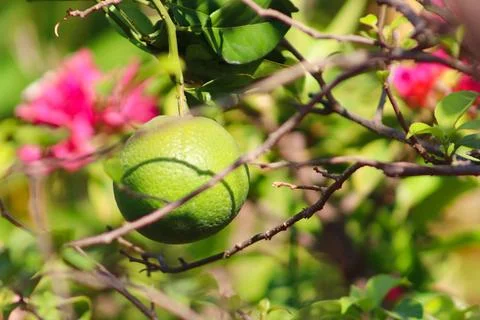 Green Orange hanging on the tree between the tree branches Stock Photos