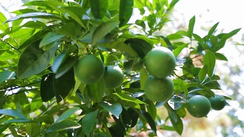 Green orange hanging on a tree with leaves in the sun Stock Footage 99354294