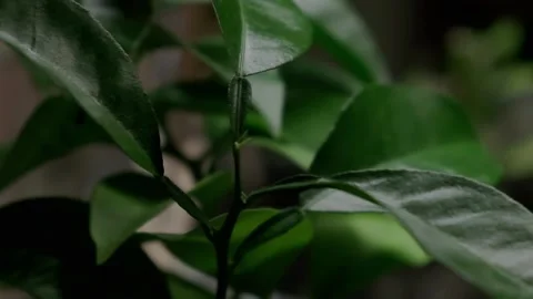 Green orange leaves Stock Footage 166650628