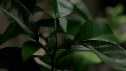 Green orange leaves Stock Footage 166650648