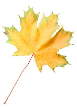 Green-orange maple leaf isolated on white background Stock Photos