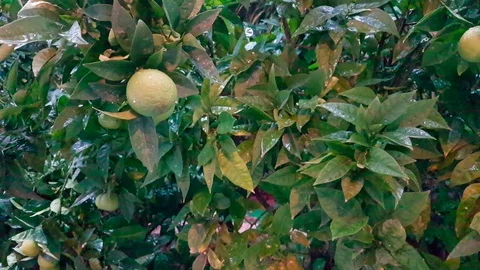 Green Orange Tree Branches under the falling rain Stock Footage 81368667