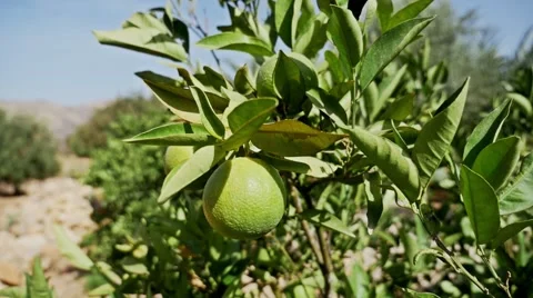 Green Orange Tree FHD Stock-Footage 69026499