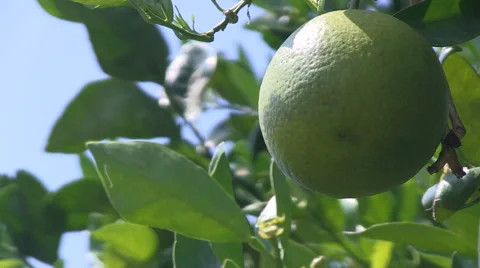 Green orange on a tree Stock Footage 48548983