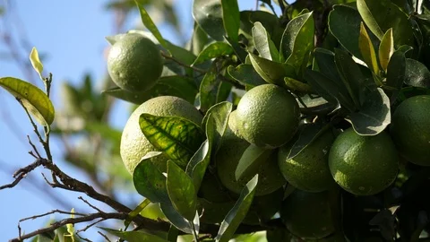 Green orange on tree Stock Footage 125140824