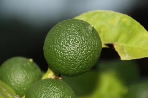 Green orange tree Stock Photos