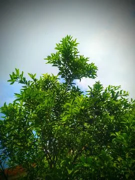Green orange tree Stock Photos