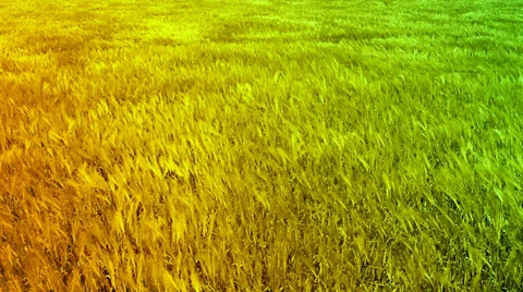 Green Orange Wheat Autumn Field Waves Moved by Summer Wind Crane Shot Background Stock Footage